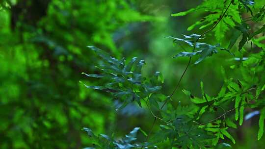 阳光照射下的森林绿色蕨类植物叶子特写