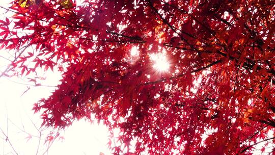 逆光阳光穿透金秋红色枫树叶