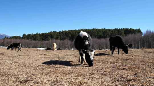 高原牧场小牦牛吃草