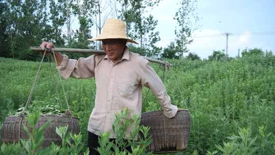 艾草采摘 端午