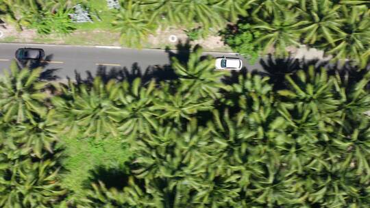 航拍俯瞰椰林里行驶的汽车视频素材模板下载
