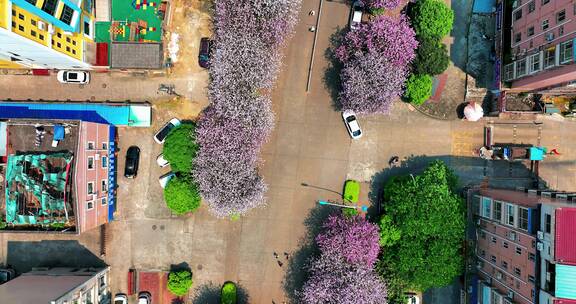 航拍柳州城市建筑春季紫荆花
