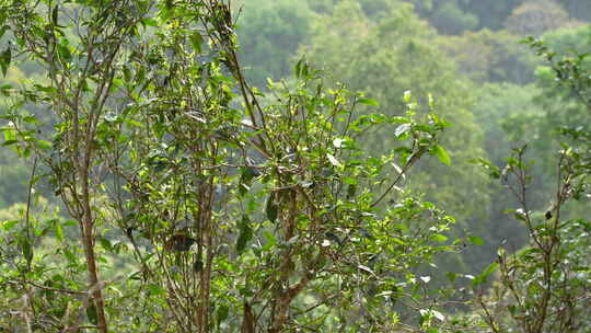 茶树茶叶茶芽茶园