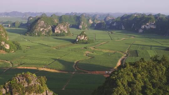 广西大面积甘蔗地