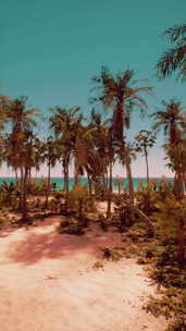沙滩与棕榈树和海洋