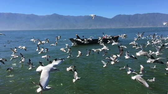 云南洱海海鸥成群结队飞行蓝天下