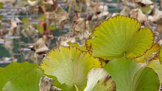 北海公园荷花池干枯的荷叶秋季枯萎凋零