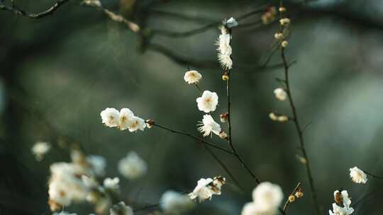 梅花盛开的枝头近景特写