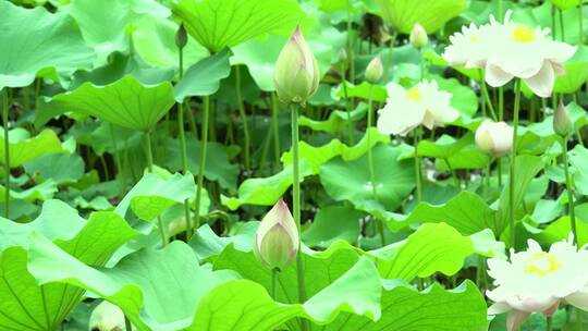 4K夏天夏季荷花盛开荷叶美景莲藕素材合集