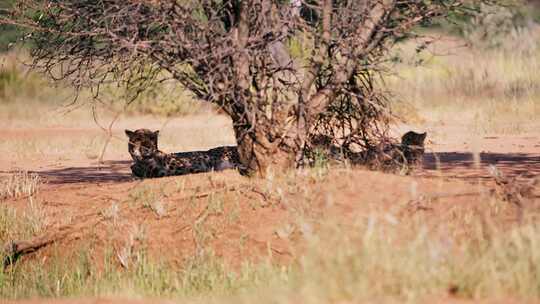 猎豹，小熊，萨凡纳，Safari