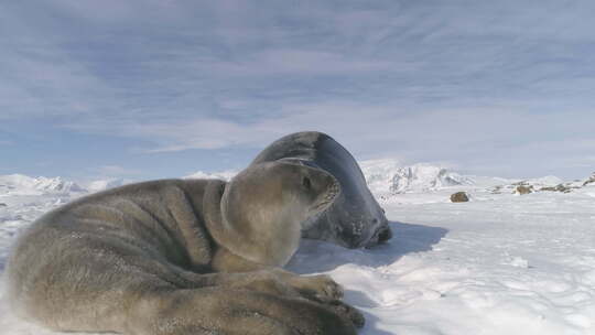 南极洲婴儿成人威德尔海豹在雪地上玩耍视频素材模板下载