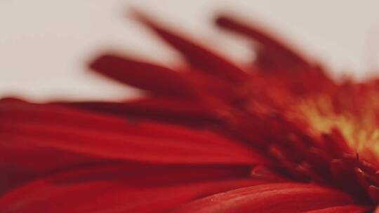 【镜头合集】特写鲜红色大红色菊花非洲菊视频素材模板下载