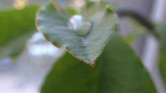 雨水打在植物叶片上形成水珠