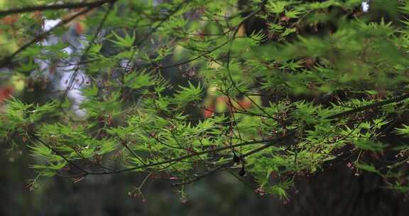 春天唯美枫叶嫩叶枫树开花枫树花