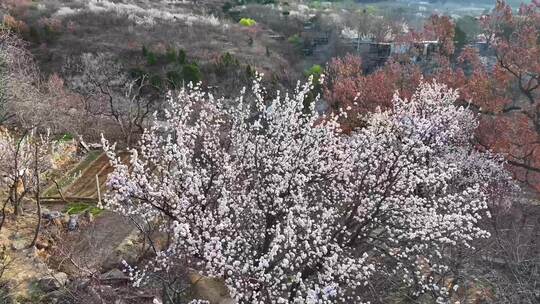 春分时节，樱桃园花满枝头，春意盎然