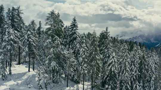 航拍冬天雪后森林