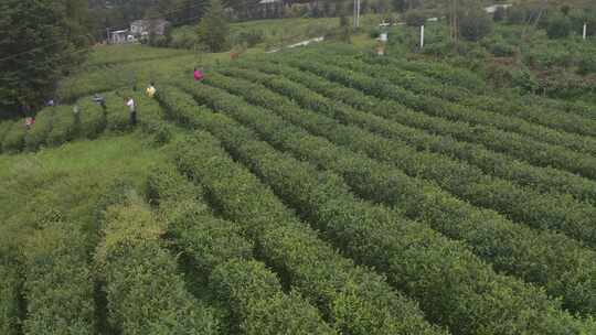 湖北恩施绿色户外清新茶园航拍风光