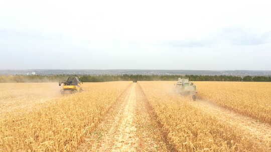 农机采集成熟玉米或小麦作物的田间鸟瞰