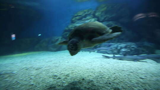 海龟 海底生物视频素材模板下载