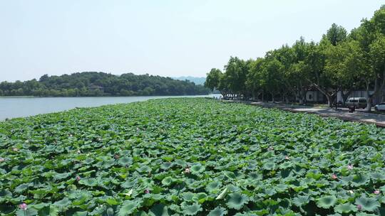 向前推进航拍杭州西湖里的荷花池