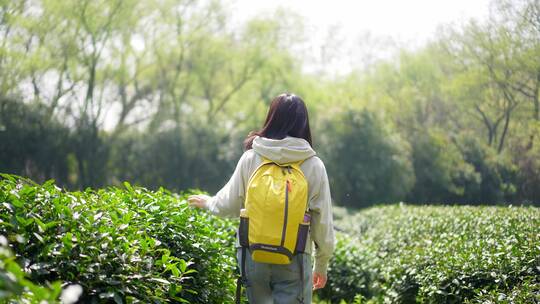 春天年轻女孩郊游茶园背包走路穿过清新茶树