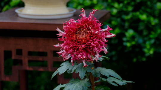 菊花展览特写