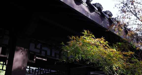 江南古风建筑屋檐旁颜色艳丽的枫叶