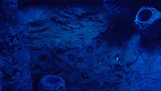 蓝色海底深海神秘热带鱼