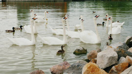 一群在湖里吃面包的天鹅