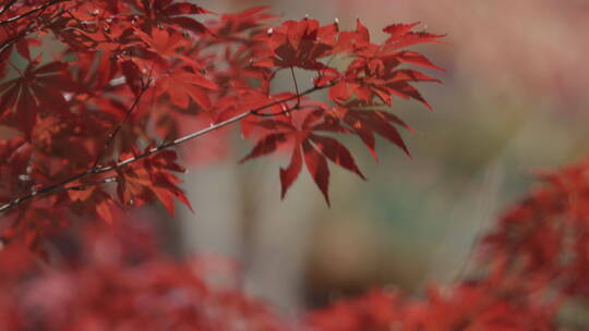 韩国 红色枫叶 树枝风中摆动 组镜视频素材模板下载