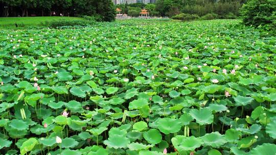 深圳洪湖