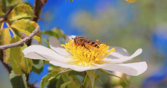 气蝇花蝇或Syrphid蝇昆虫科食蚜蝇科