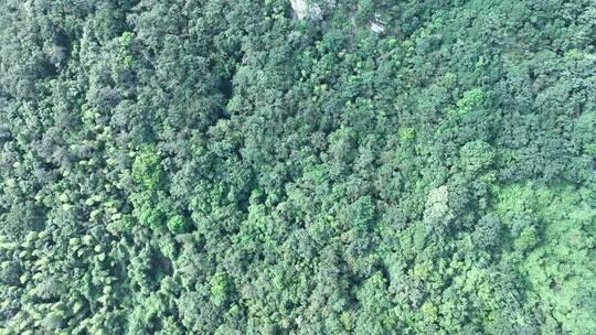 森林航拍绿色植被俯拍树林原始森林植物风光