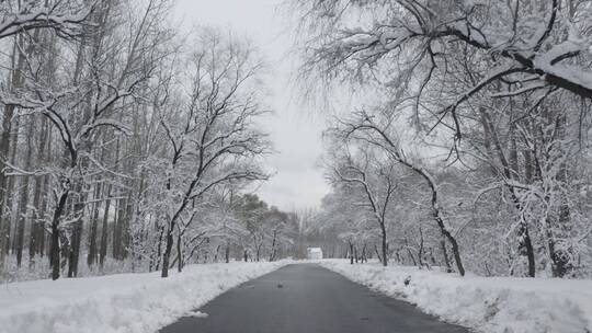 雪天秘境 林间小路