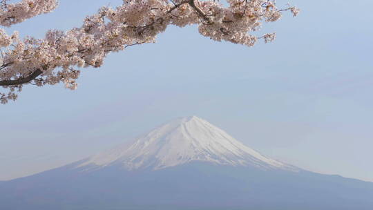 雪山前的樱花