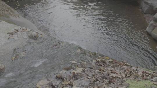 秋天落叶苔藓秋水LOG