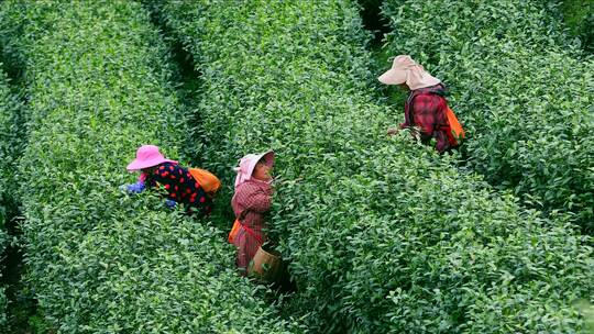 航拍茶园采茶工 航拍山区茶山 采茶人