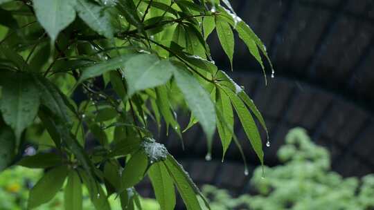 水滴大自然雨滴水下雨树叶视频素材模板下载
