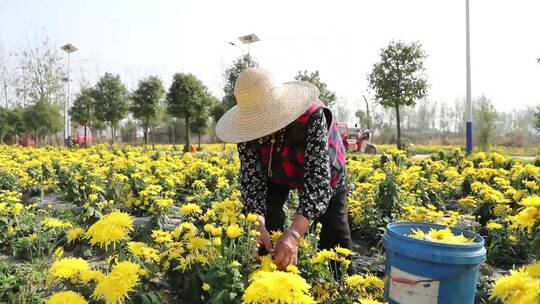 工人采摘菊花