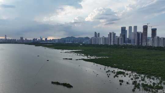 4K航拍深圳福田红树林湿地保护区