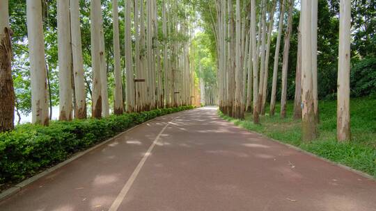 夏天阳光公园林荫大道林间小路跑道观光步道