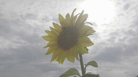 阳光下的向日葵蜜蜂采蜜2视频素材模板下载