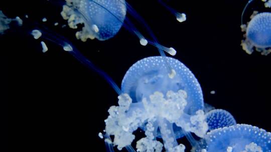 4K 水族馆 水母