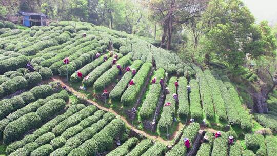 杭州翁家山春天茶园风景航拍