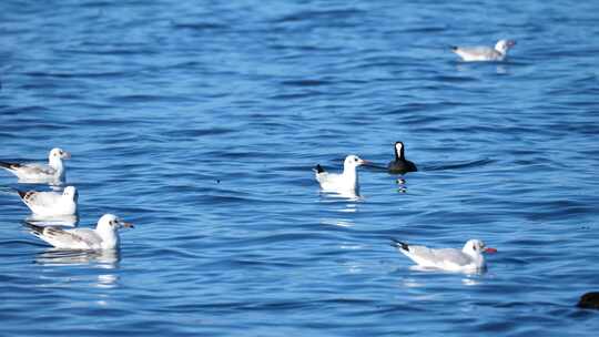 海鸥红嘴鸥大理洱海泸沽湖昆明滇池视频素材模板下载