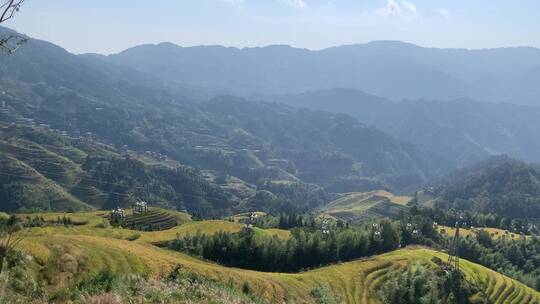 晴天桂林龙脊梯田旅游观赏金秋九月稻田