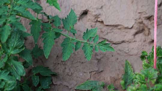 西红柿种植 番茄 西红柿 大棚种植