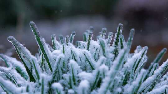 4K特写雪花洒落植物上空镜实拍视频