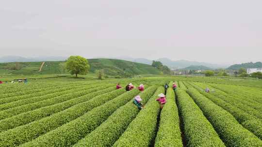 杭州春天茶园采茶航拍杭州龙井茶园采摘