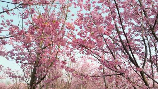 春日踏青赏花